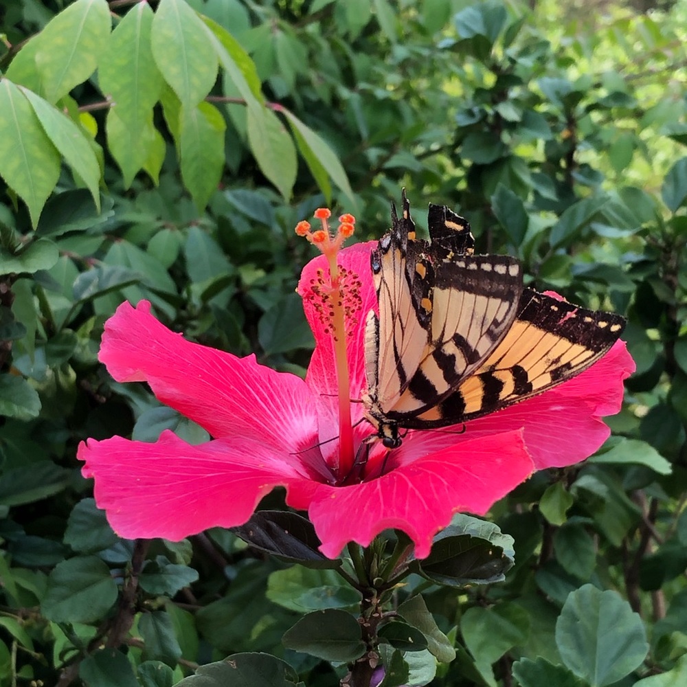 Meet your Posher, Katie bray